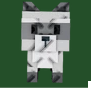 Racoon